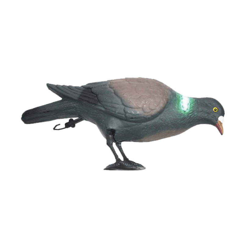Pombo-a-comer_lojaamster
