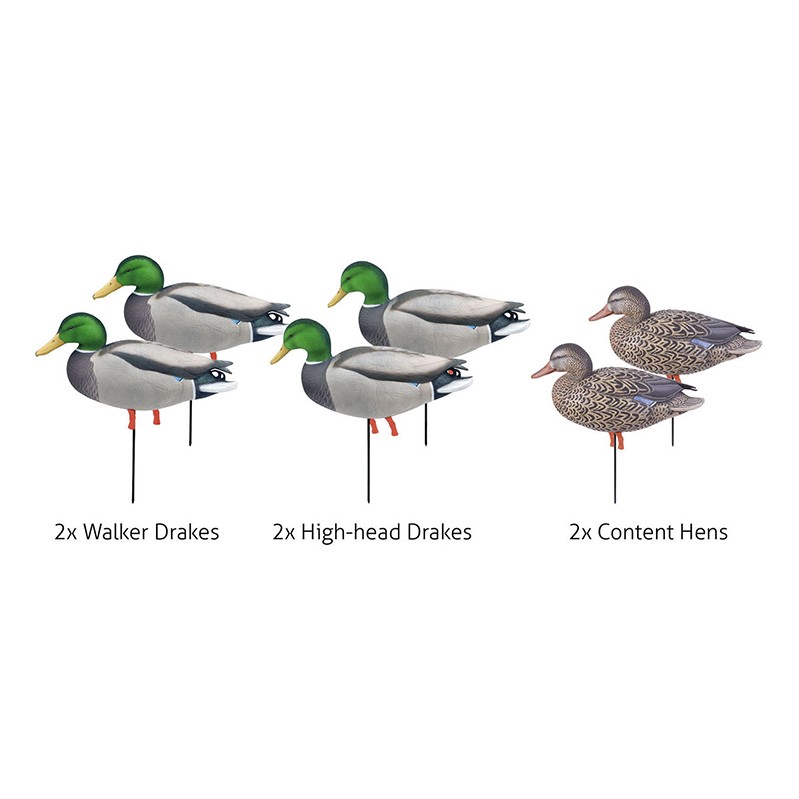 Pato Real Pack3