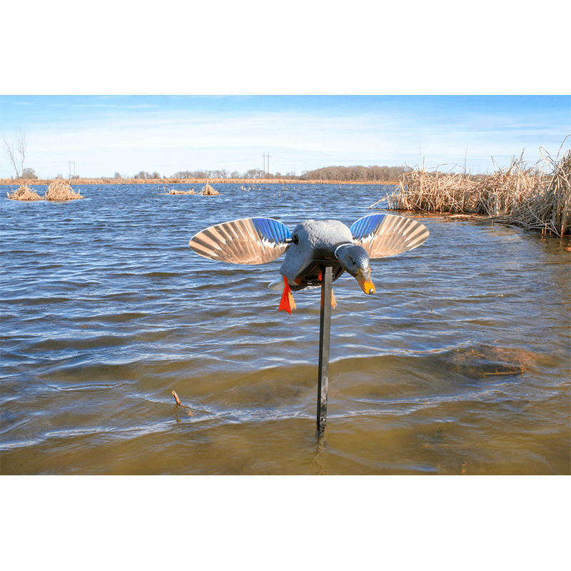 Pato Eletrico Macho