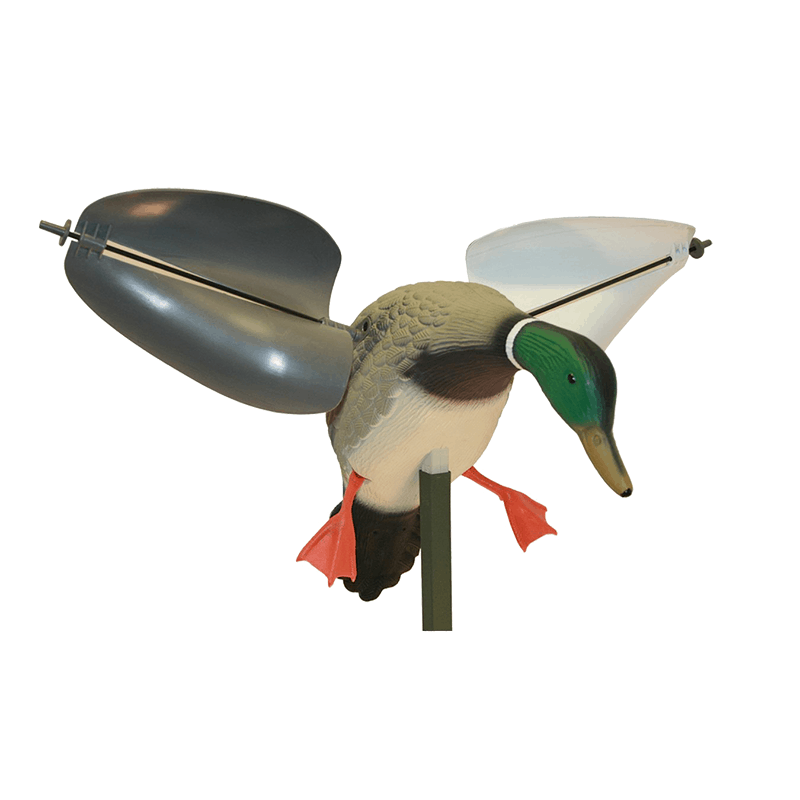 Pato Real Asas ao Vento