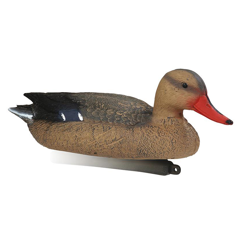 Pato Real Femea