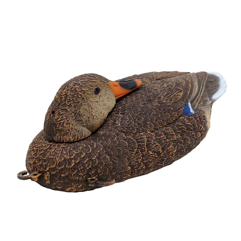 Negaça Pato Real Fêmea Dormir