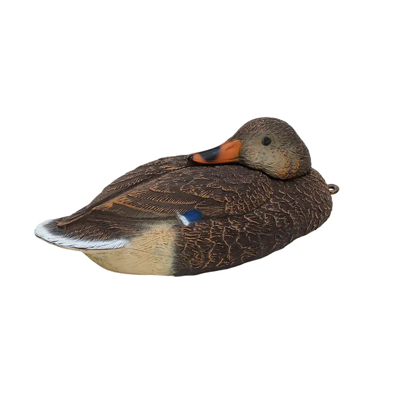 Negaça Pato Real Fêmea Dormir